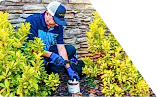 Z PLUMBERS worker kneeling between bushes checking pipe