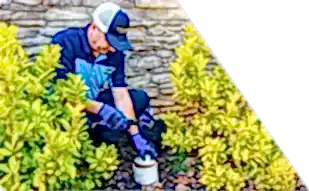 Z PLUMBERS worker kneeling between bushes checking pipe